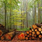 Экспертиза незаконной рубки леса