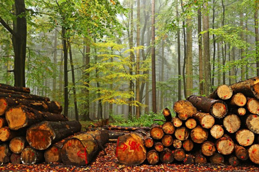Экспертиза незаконной рубки леса