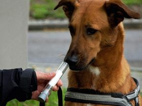 Доказательственное значение одорологической экспертизы