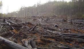 Методика расследования незаконной рубки лесных насаждений