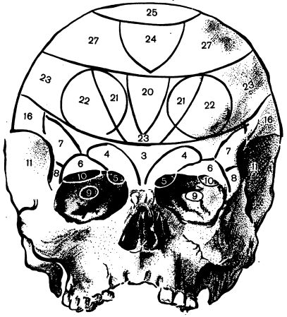 Френология карта черепа