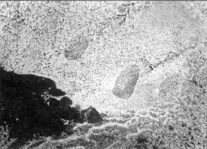 Фото 3. Один из следов, выявленных на поверхности раковины. Отметьте значительное количество "паразитных" следов, вызванных различными загрязнениями жирового характера.